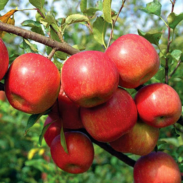 Fuji Apples