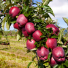 Kinnaur Red Royal Delicious