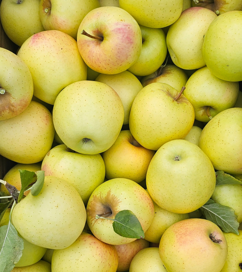 Golden Apples