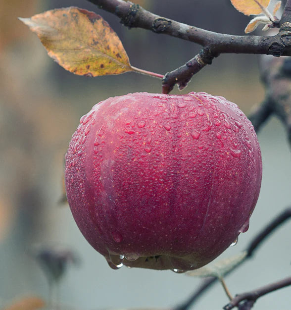Picked at Dawn, Kinnaur