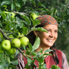 Farmer with fresh Golden apples in a Himachal orchard