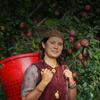 Farmer harvesting fresh Red Delicious apples in a Himachal orchard