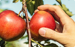 Farm Fresh Apples
