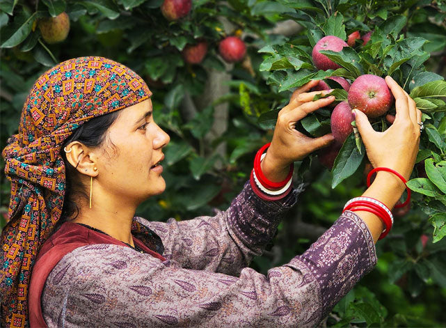 Orchard Workers