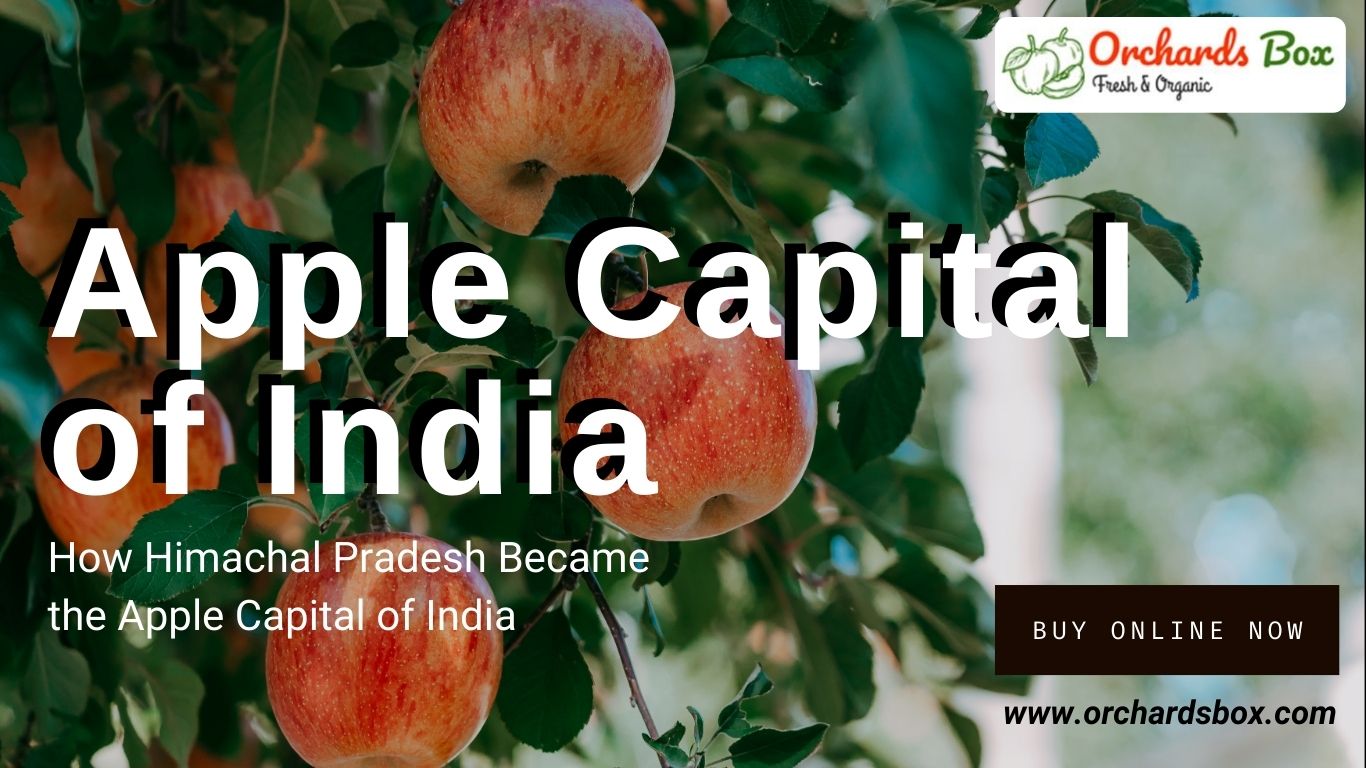 How Himachal Pradesh Became the Apple Capital of India?